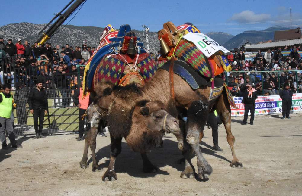 Kınıkspor Deve Güreşi Festivali başlıyor