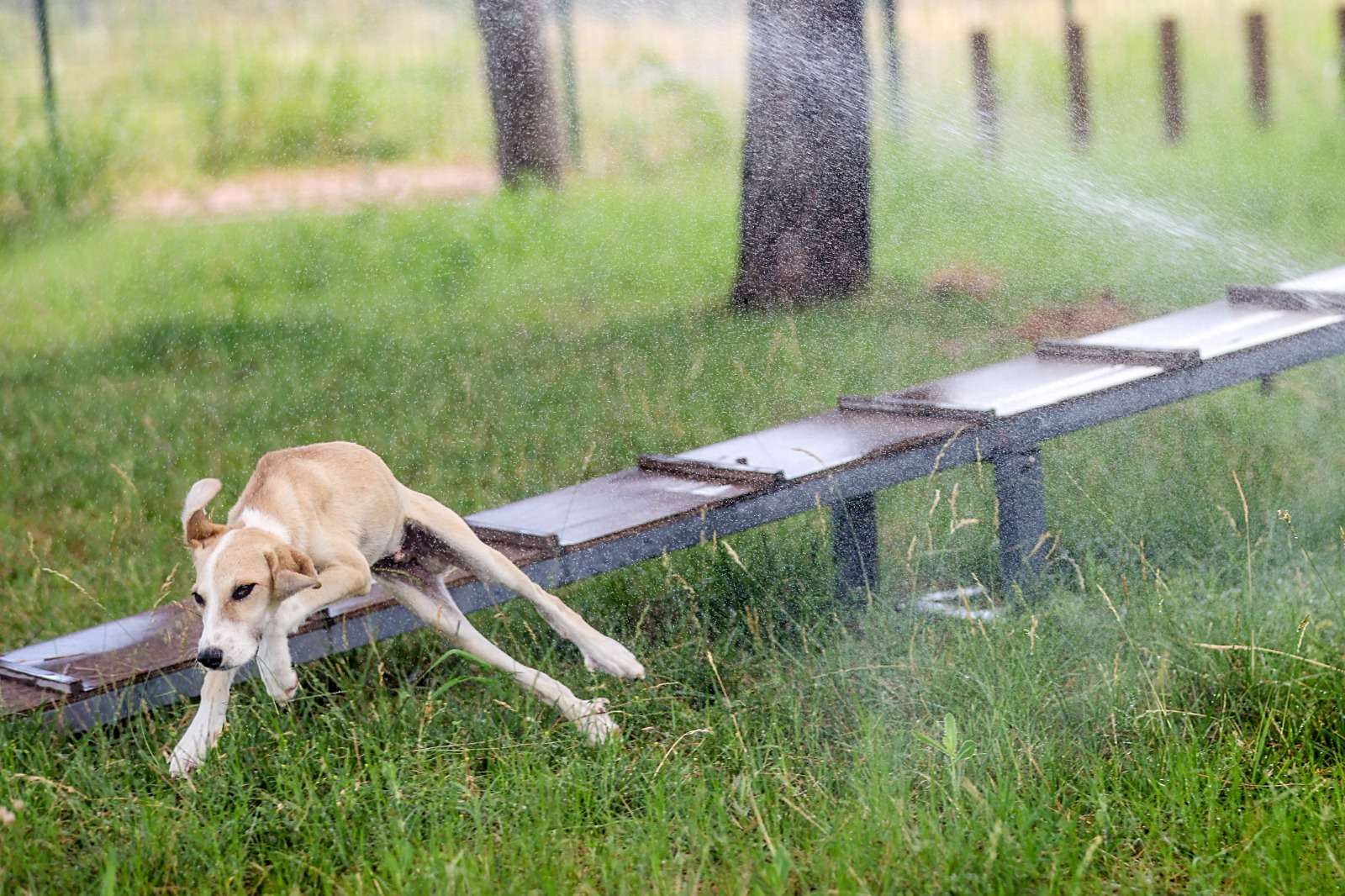 Sokaktaki dostlara klimalı konfor