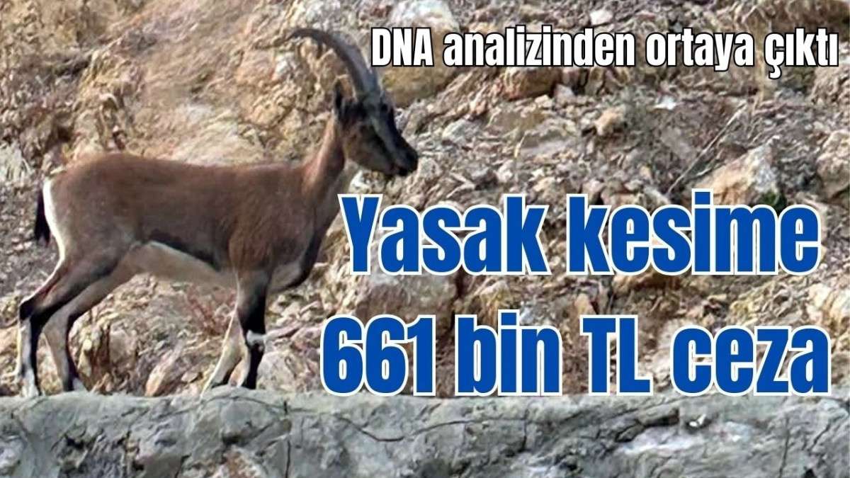 DNA analizinden ortaya çıktı! Yasak kesime 661 bin TL ceza