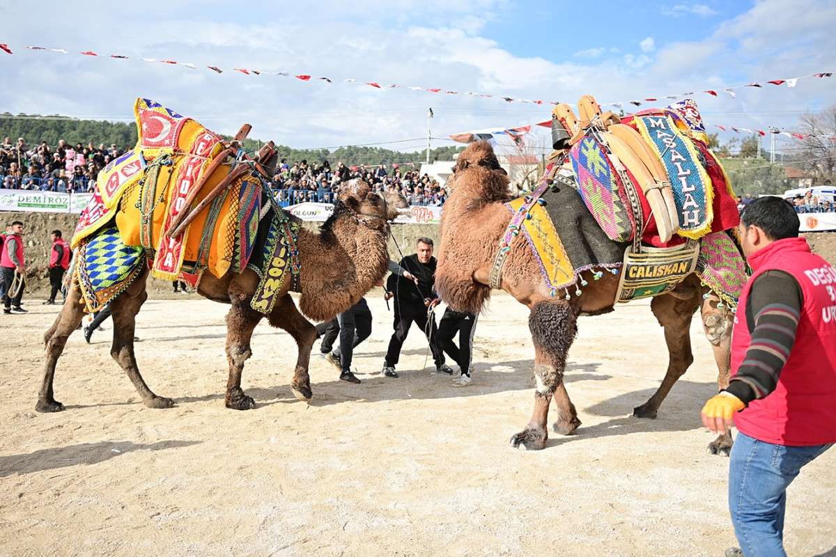 Kumluca'da Geleneksel Deve Gösterisi nefes kesti