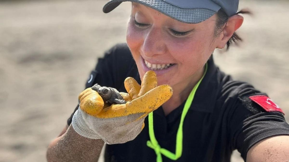 Antalya sahillerinde caretta carettaların yuvaları takiple korunuyor