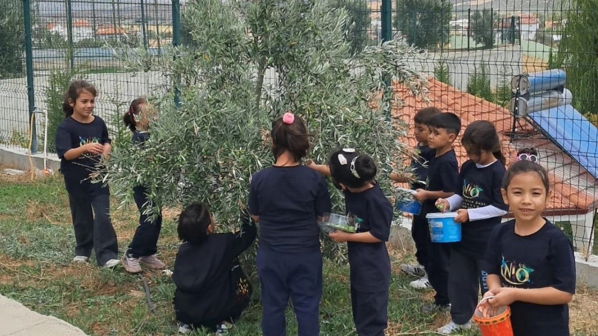 Öğrenciler zeytin hasadıyla doğayı öğrendi