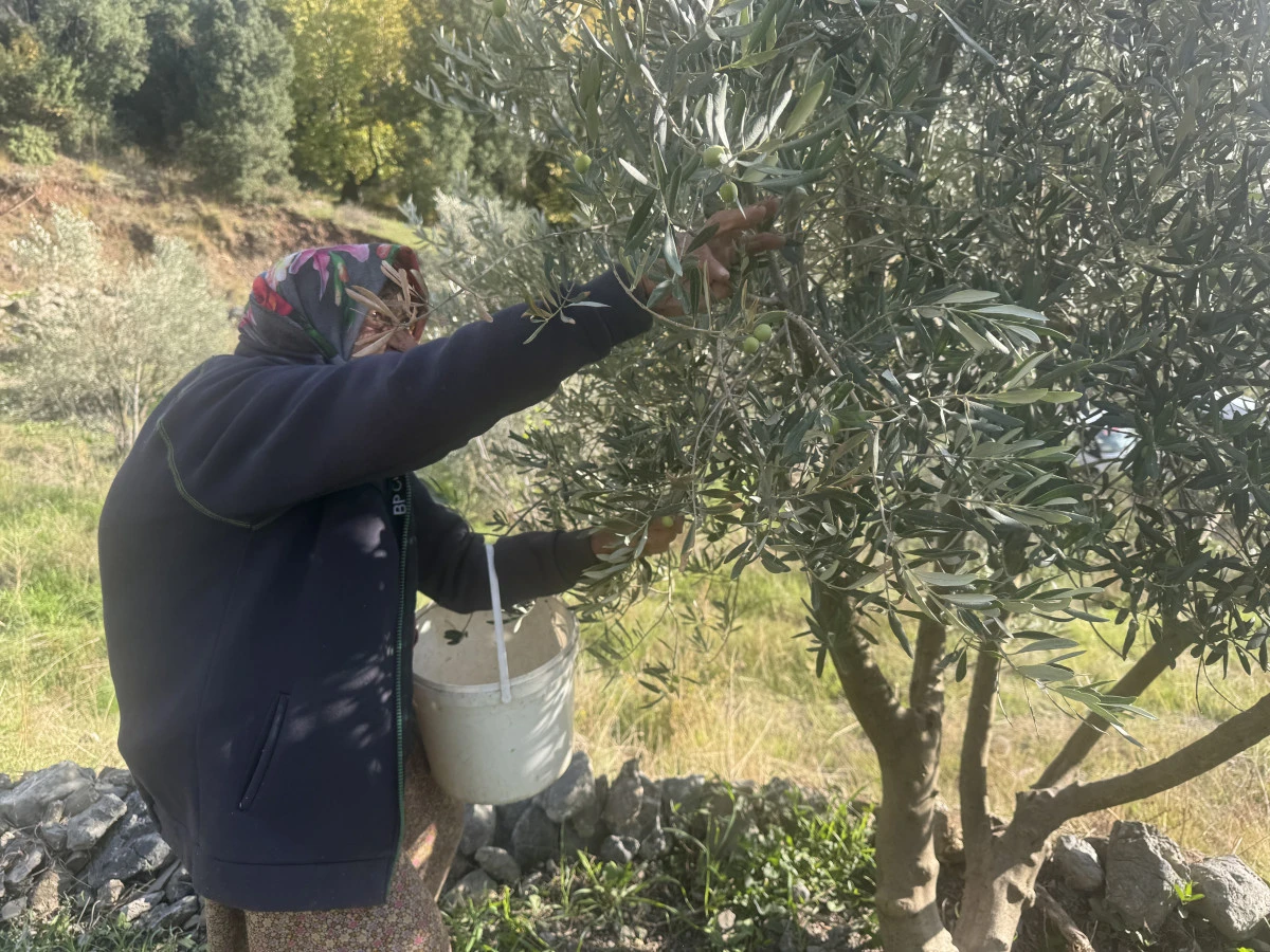 88 yaşında zeytin hasadında