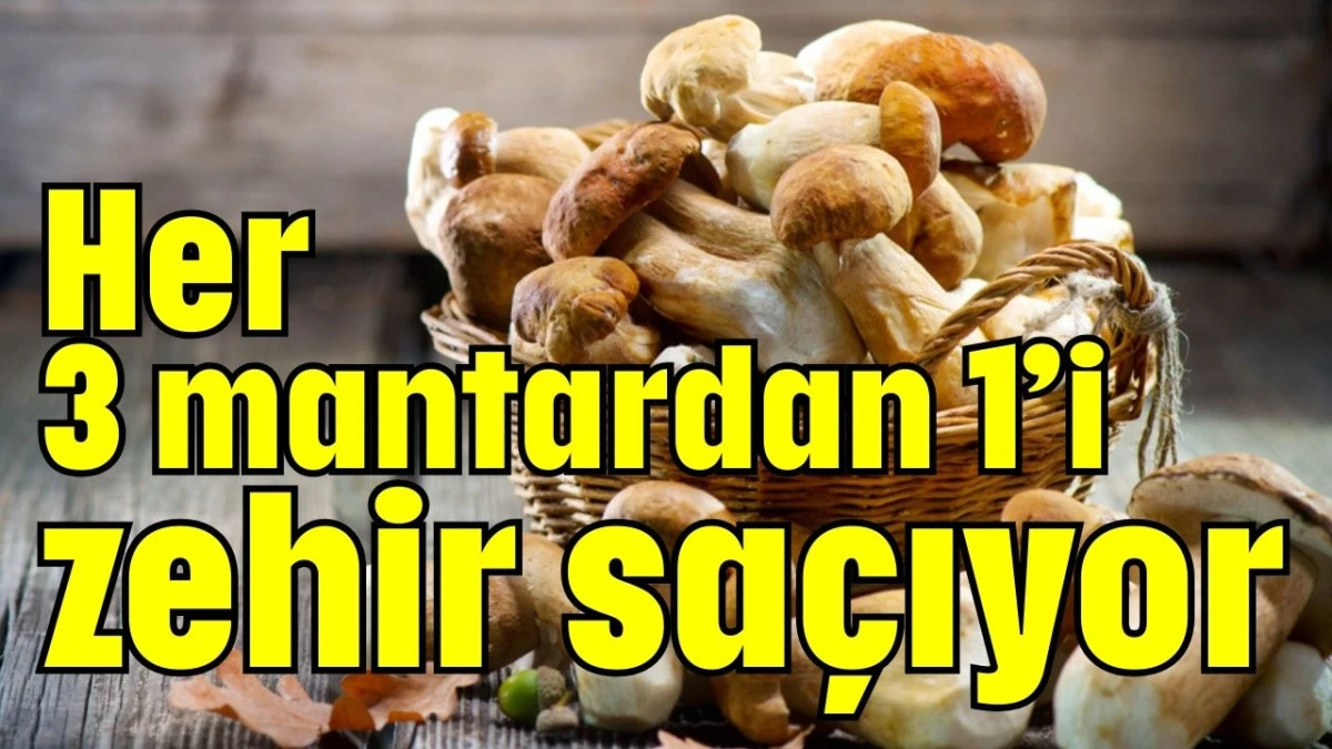 Her 3 mantardan 1’i zehir saçıyor  