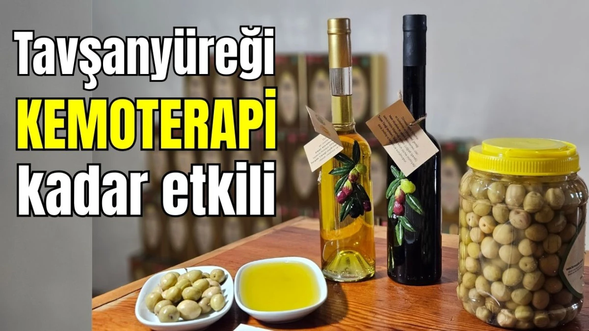 Antalya'nın tavşanyüreği kemoterapi kadar etkili