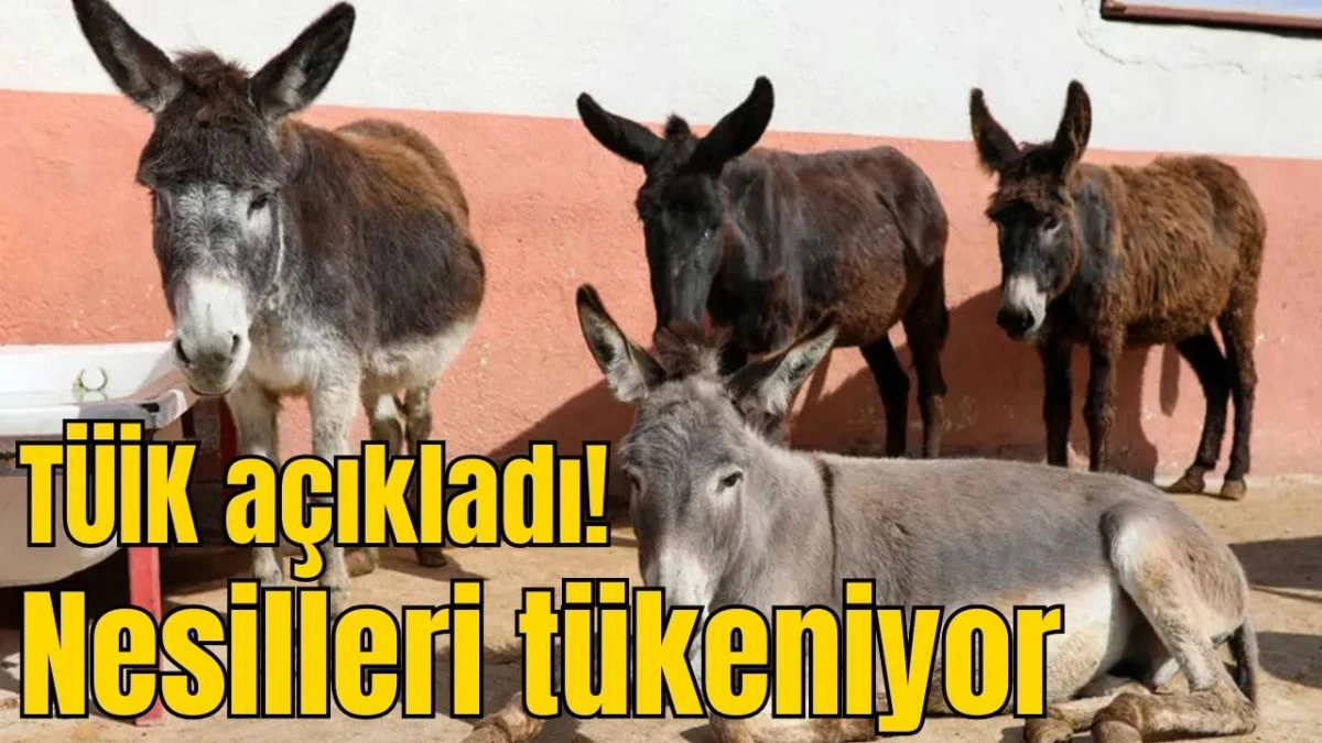 TÜİK açıkladı! Nesilleri tükeniyor