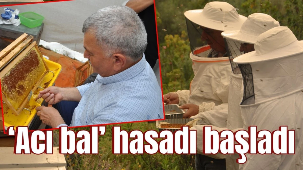 'Acı bal' hasadı başladı 