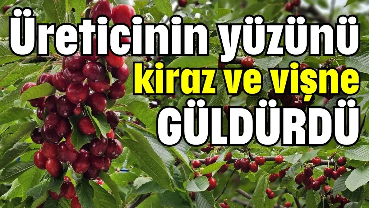 Üreticinin yüzünü kiraz ve vişne güldürdü 