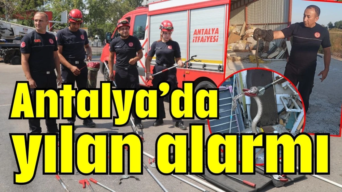 Antalya’da yılan alarmı