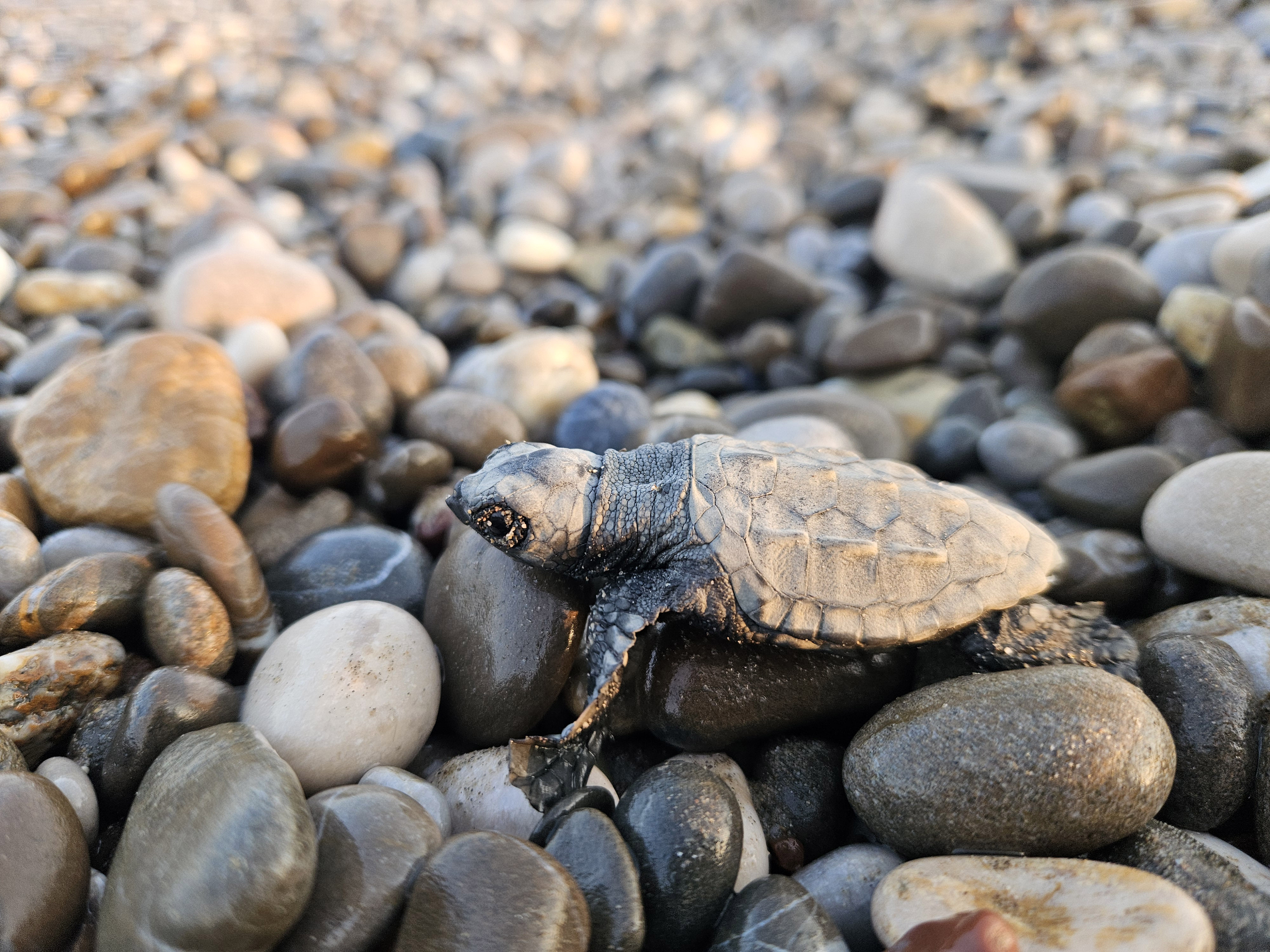 akdenizde-yavru-caretta-heyecani1430296425106-110257