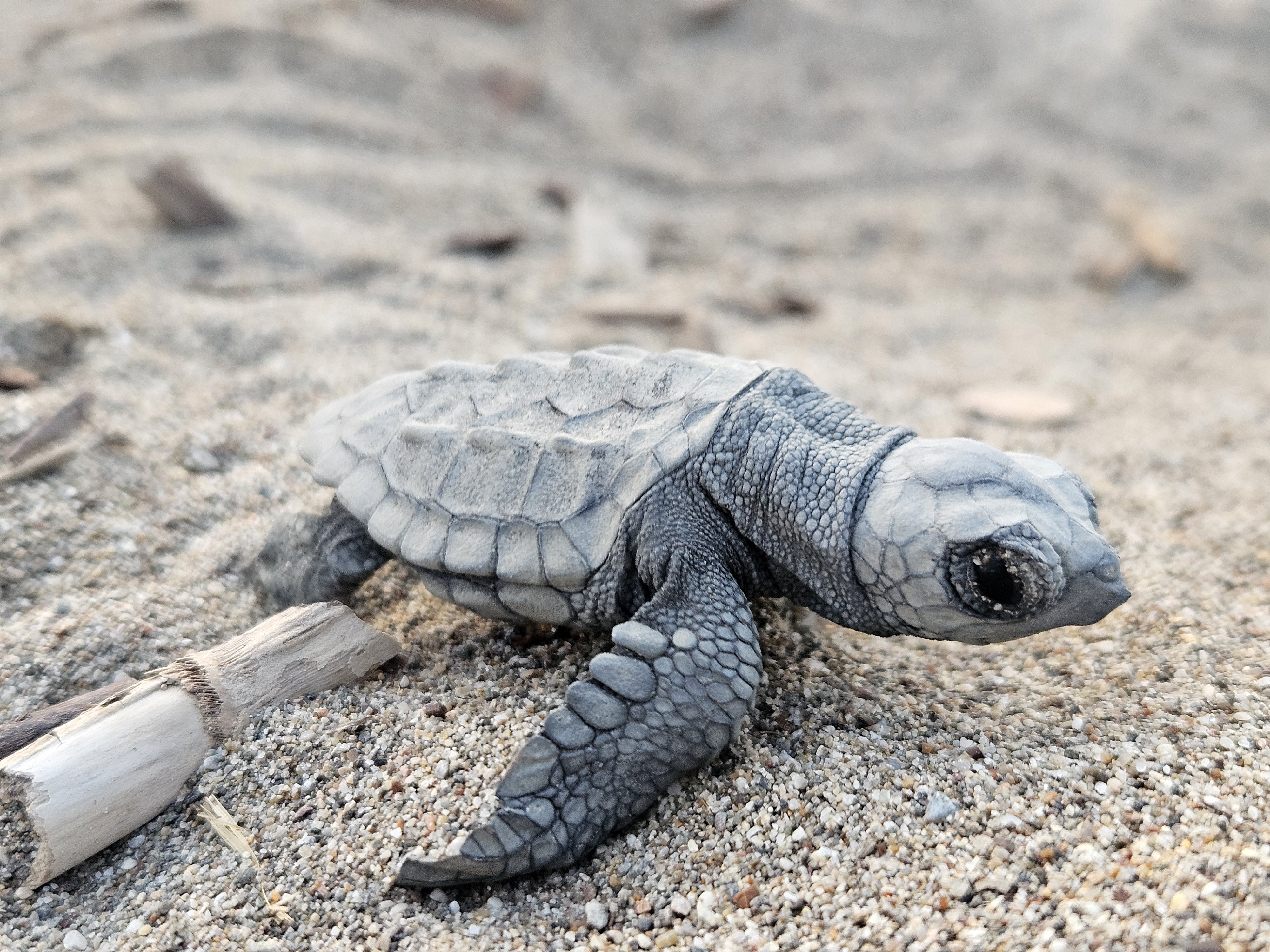 akdenizde-yavru-caretta-heyecani1430297425106-110300