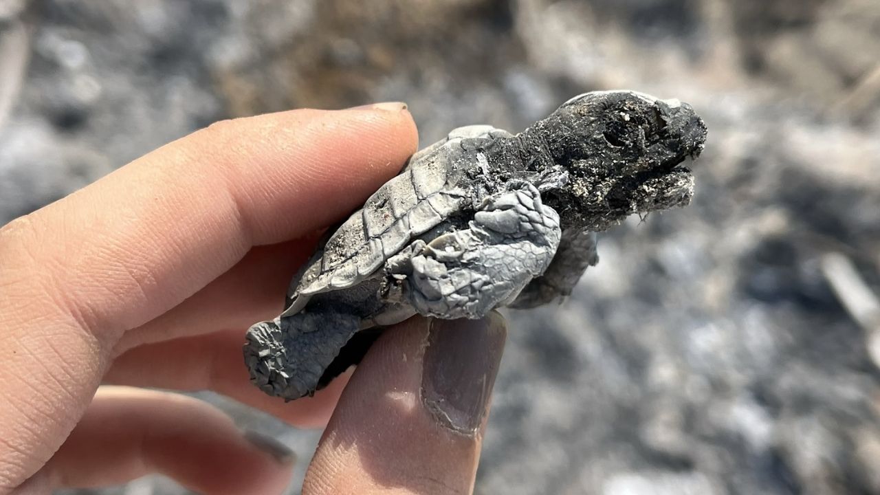 Antalya'da kumsalda yakılan ateş yavru carettayı öldürdü 