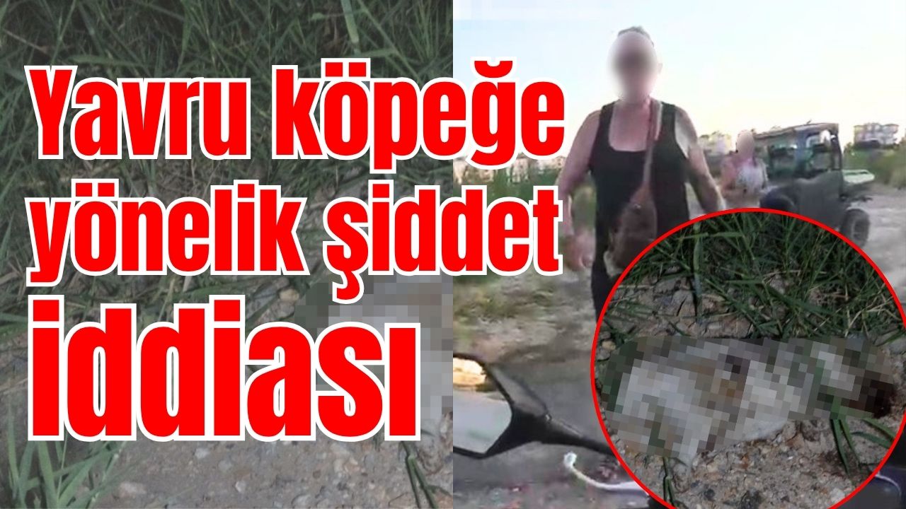 Manavgat'ta yavru köpeğe yönelik şiddet iddiası 
