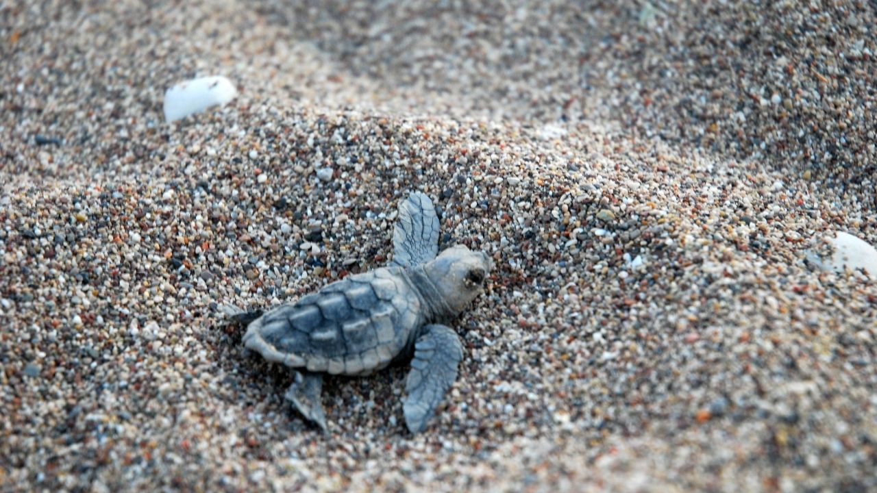 kepezden-ciktilar-123928
