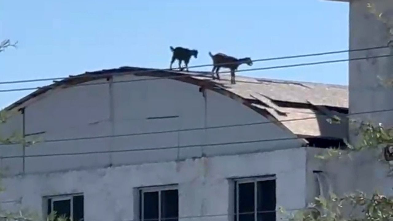 Serik'te keçiler inşaatın çatısına çıktı