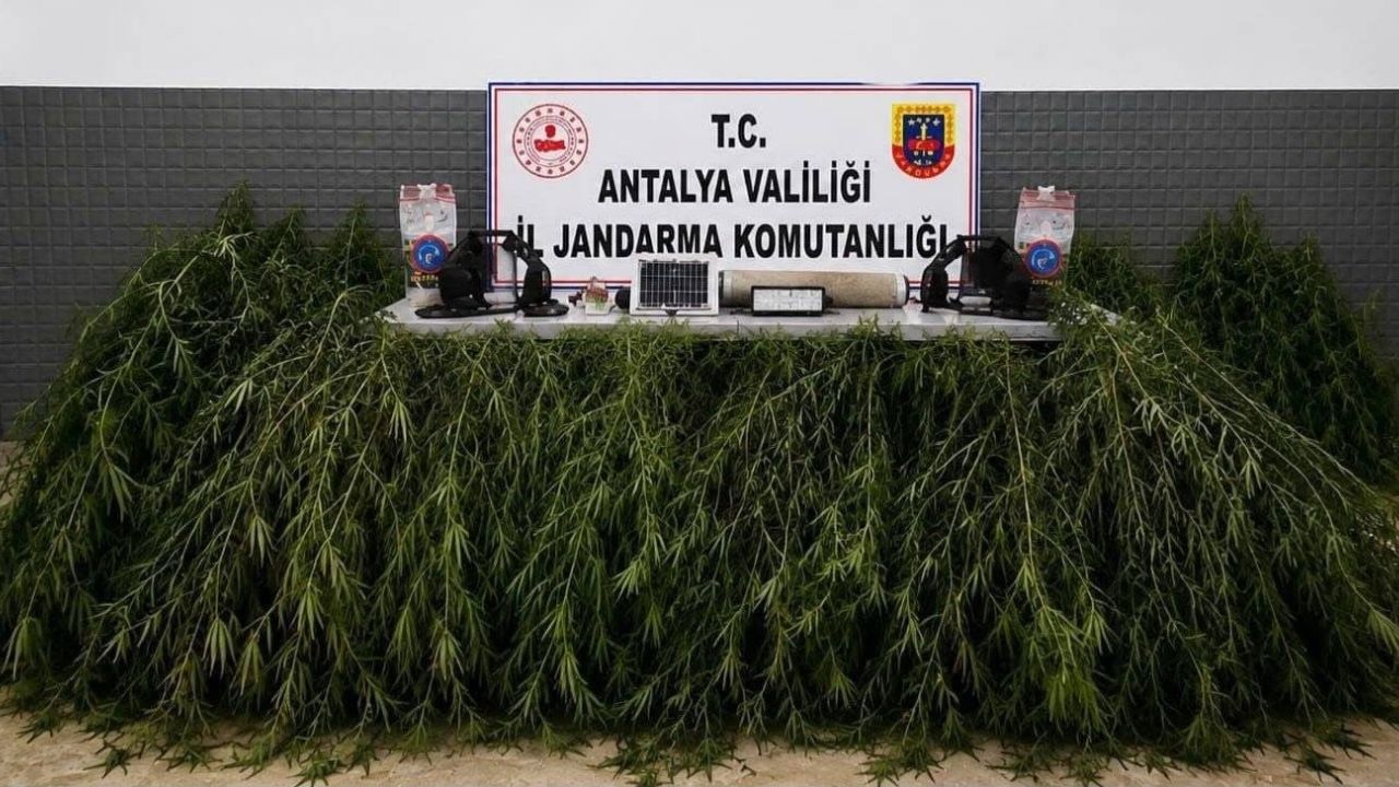 Aksu’da yasadışı kenevir operasyonu