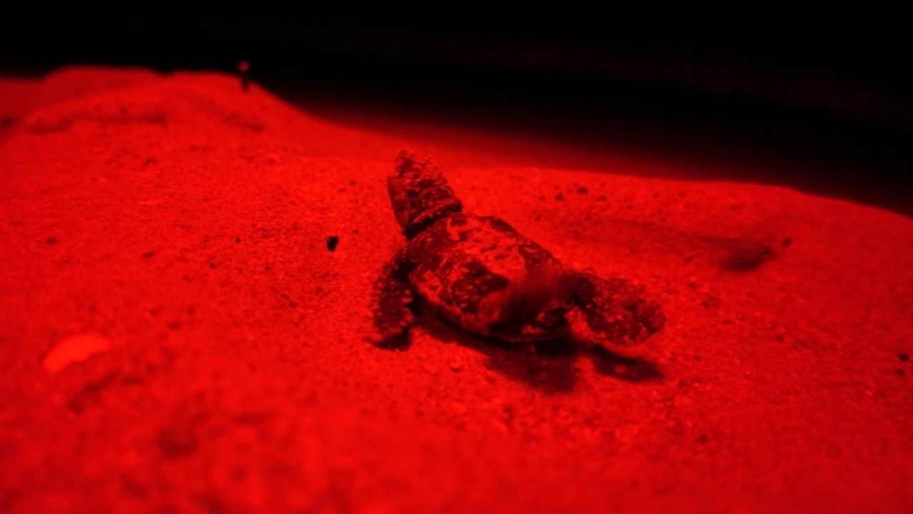 Antalya'da 5 bin 500 caretta caretta yavrusu denize ulaştı