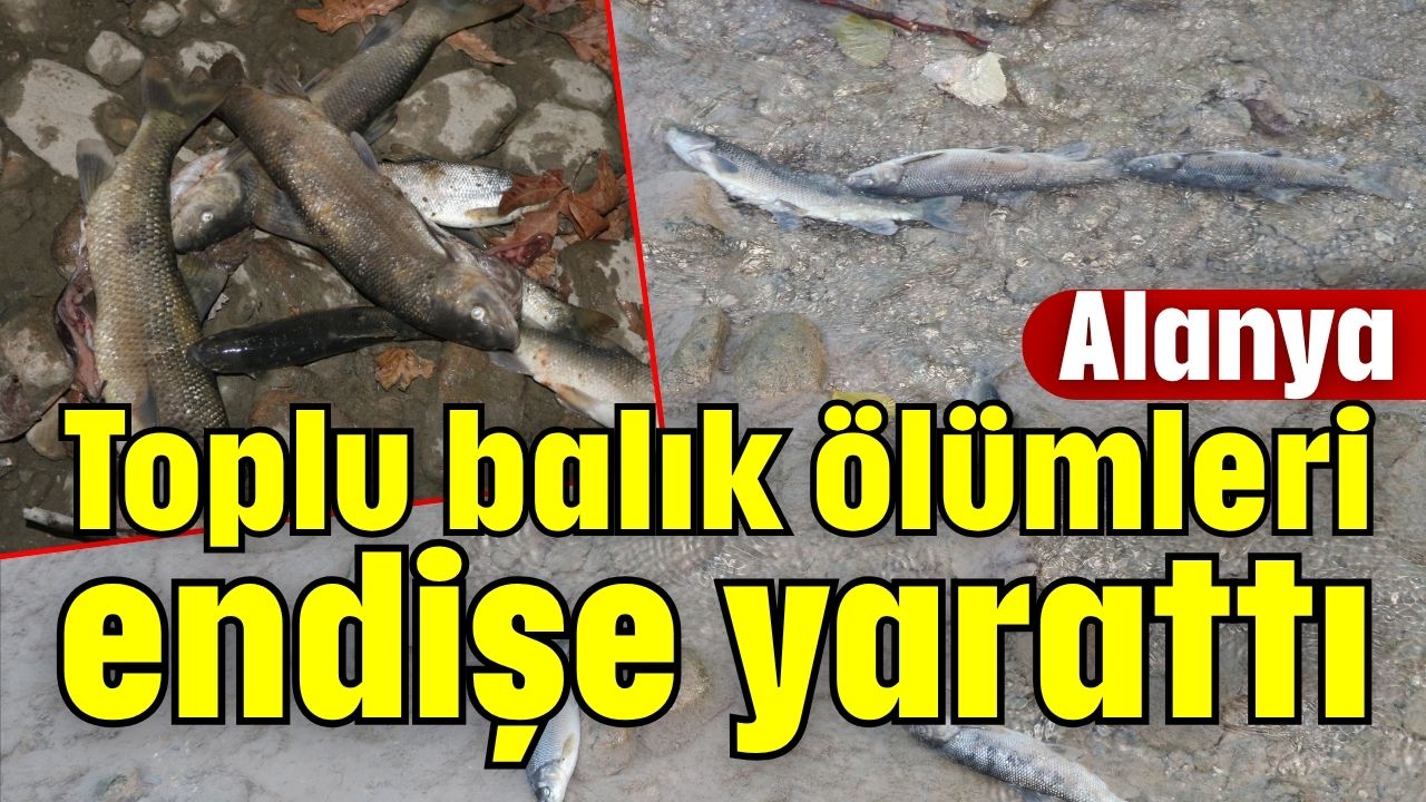 Alanya'da toplu balık ölümleri endişe yarattı 
