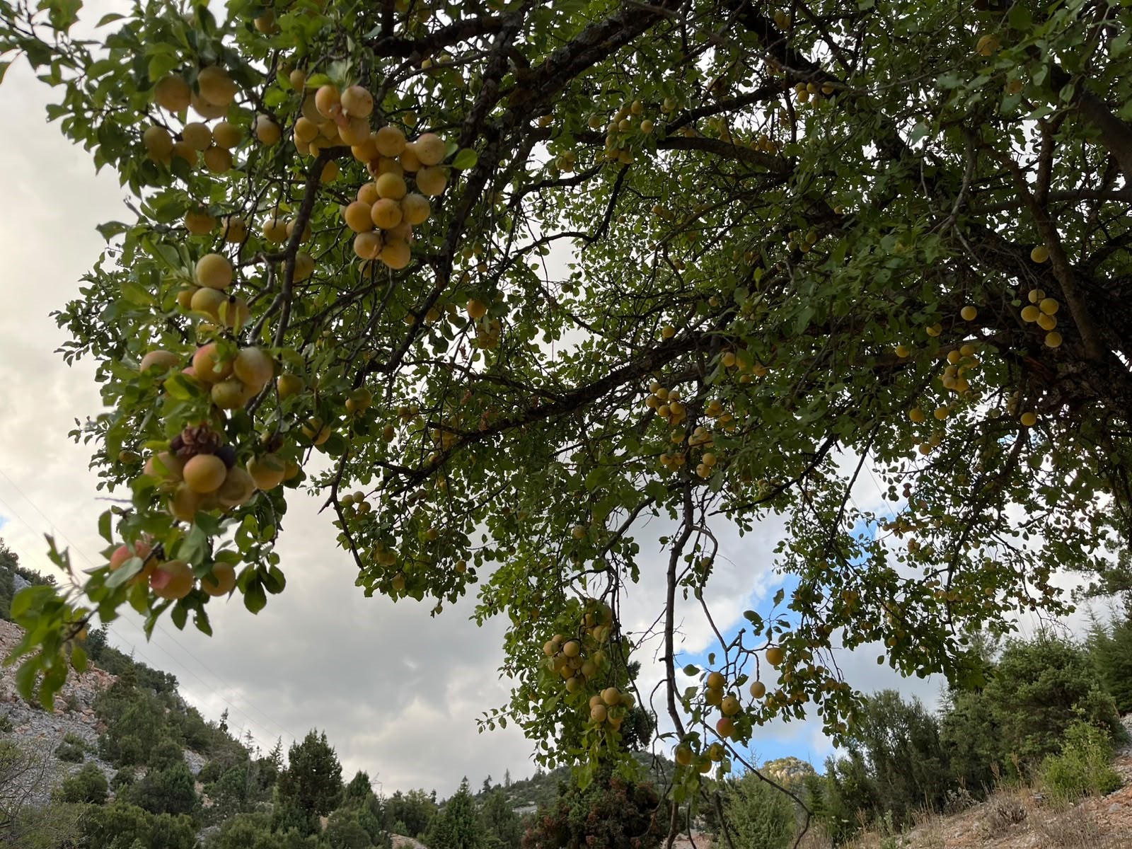 aw79026109-111331