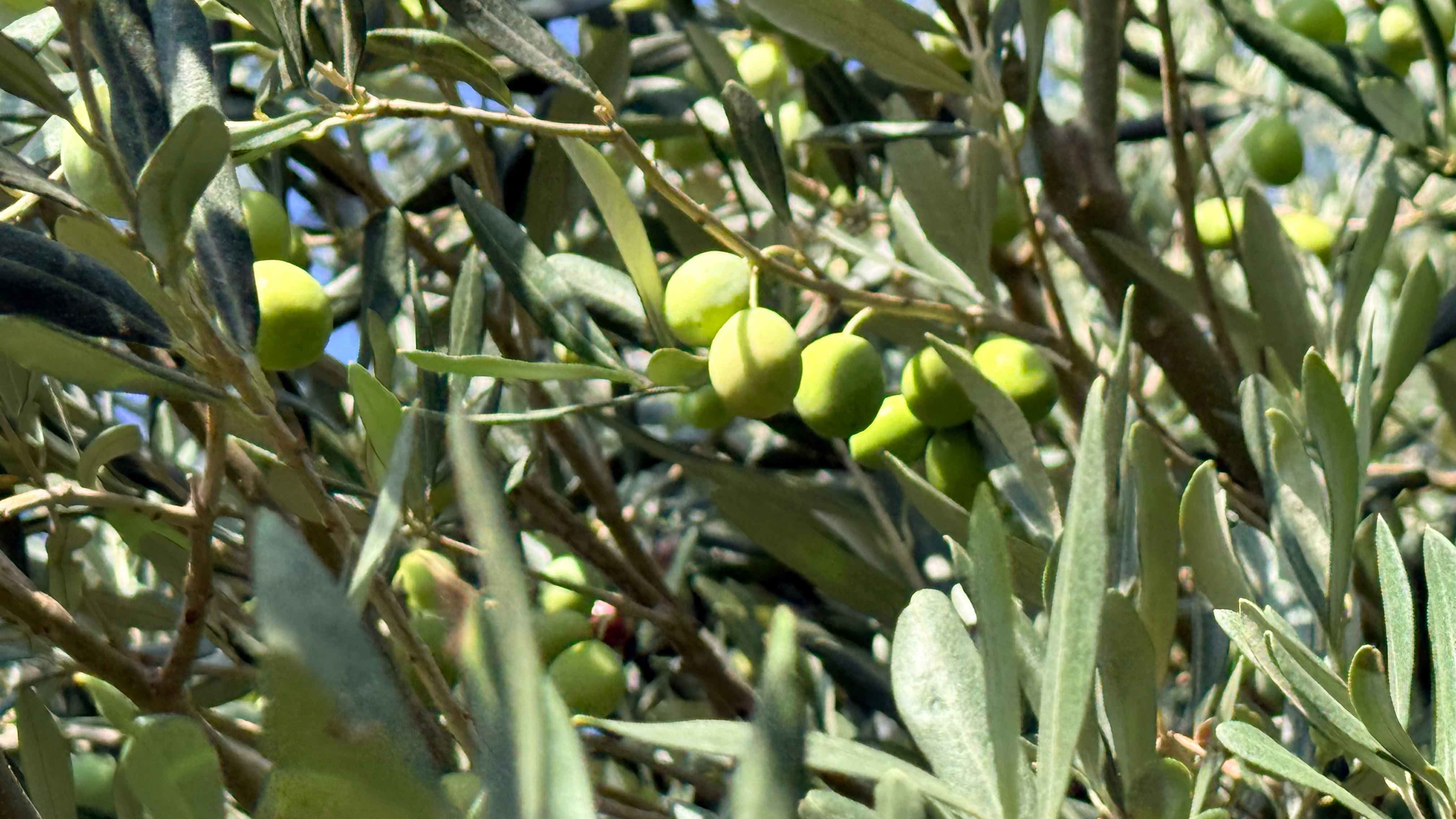 erkenci-zeytin-hasadi-basladi1510245449376-014847