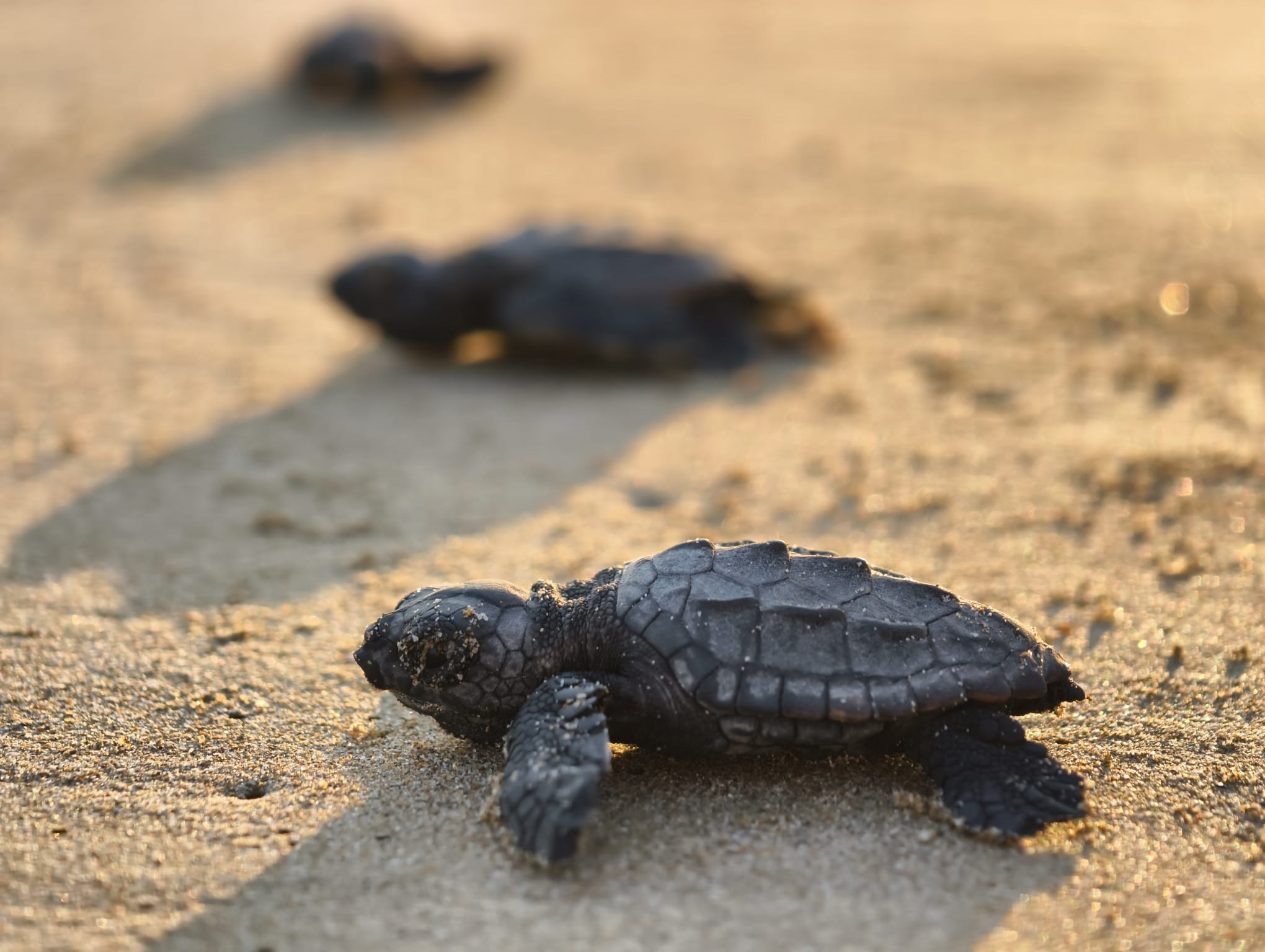 belekte-100-bin-caretta-yavrusu-denize-1533877456503-1-095152