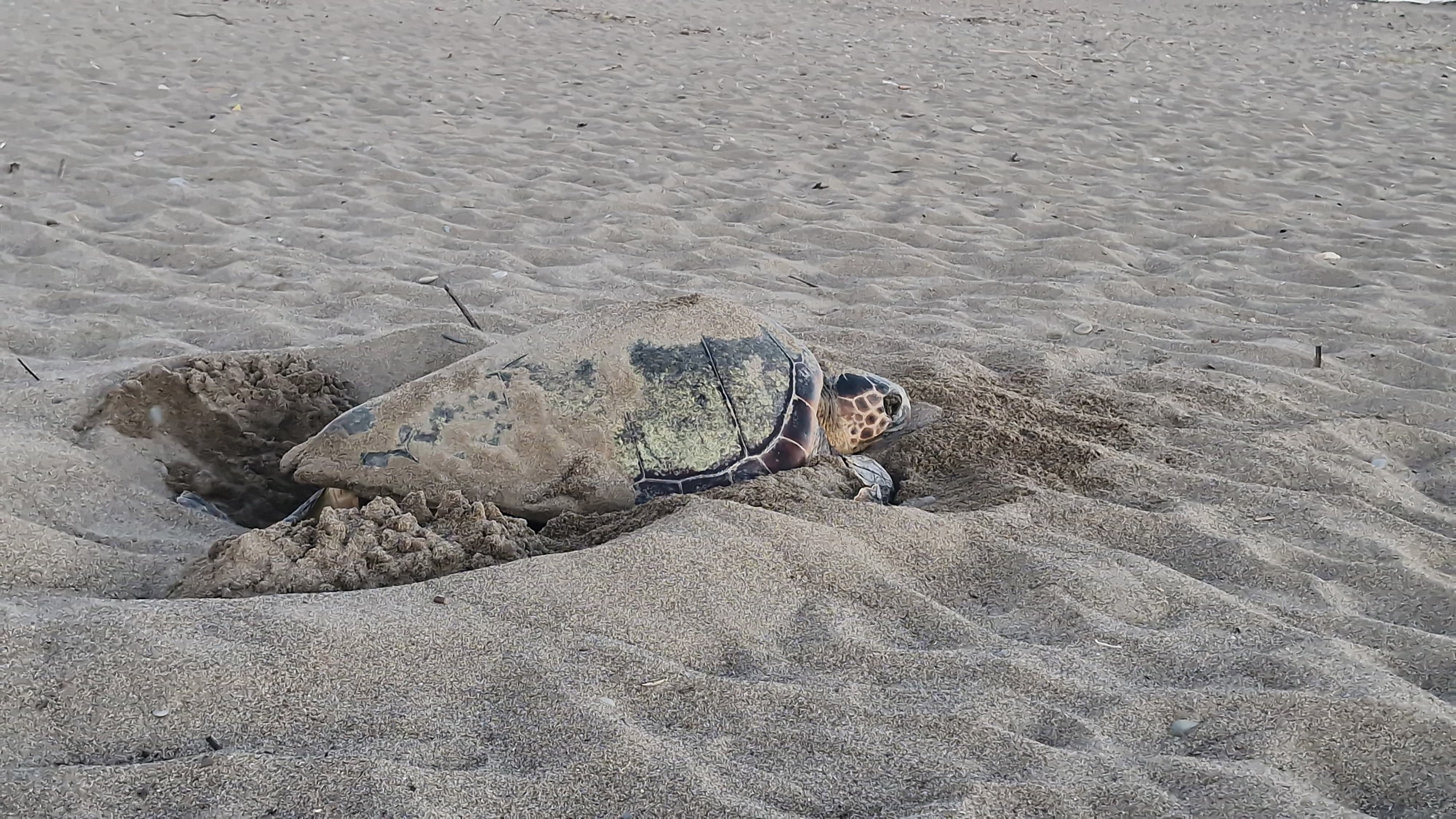 belekte-100-bin-caretta-yavrusu-denize-1533878456503-095153
