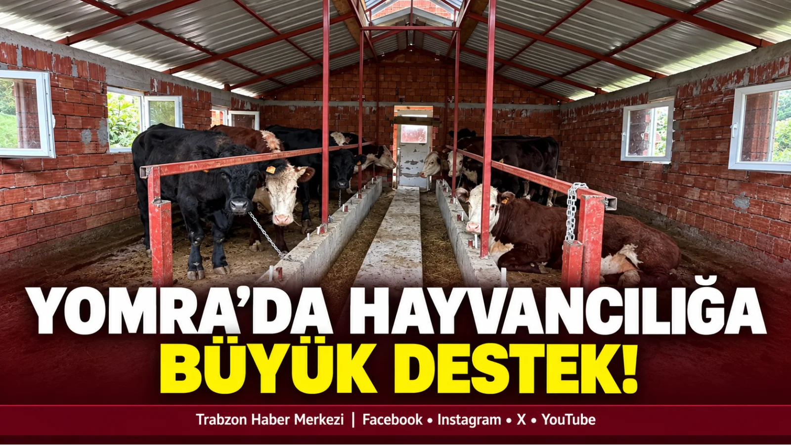 Yomra’da Hayvancılığa Bereket Desteği: 10 Gebe Hayvan Teslim Edildi