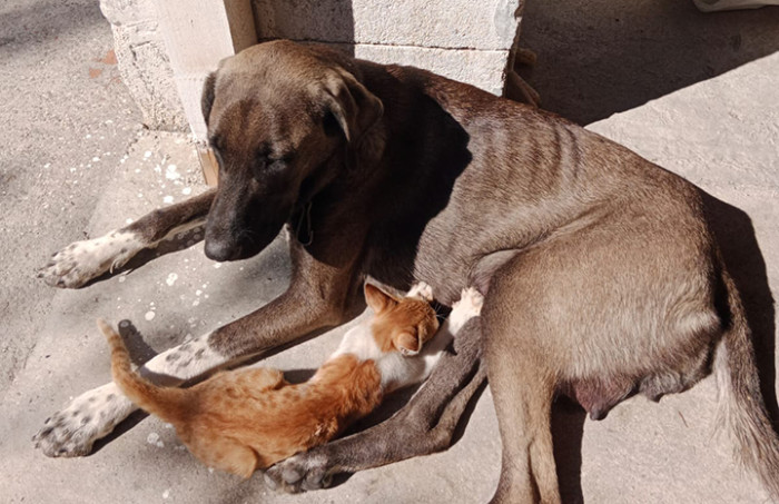 ‘HERA’ İSİMLİK KÖPEK YAVRU KEDİYE ANNELİK YAPIYOR