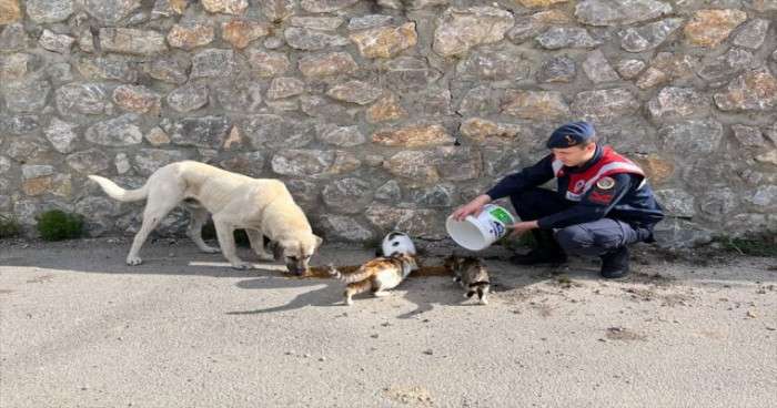 Karabük'te jandarmadan sahipsiz hayvanlara mama ve su desteği