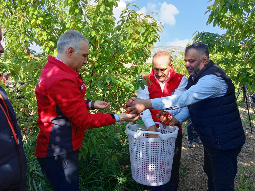 Manisa'da mevsimin ilk kirazı 800 liradan satıldı!