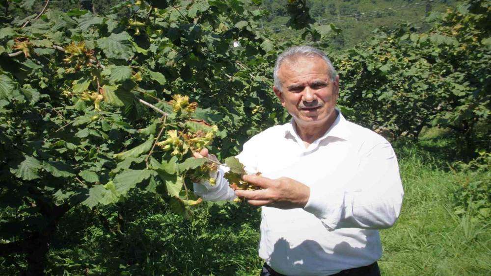 Fındık hasadı öncesi uyarı