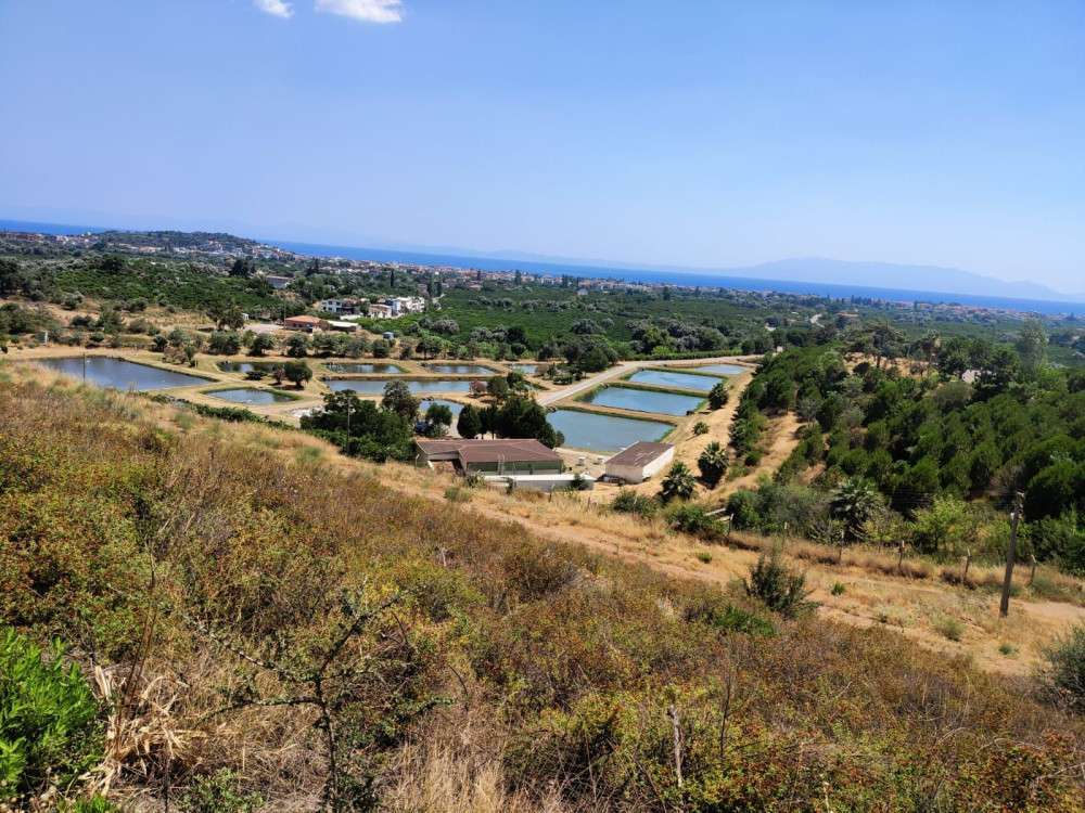 İzmir sularına 5 milyon yavru sazan