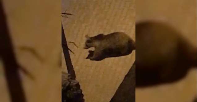 Kastamonu'da ilçe merkezine inen ayı başını tenekeye sıkıştırdı