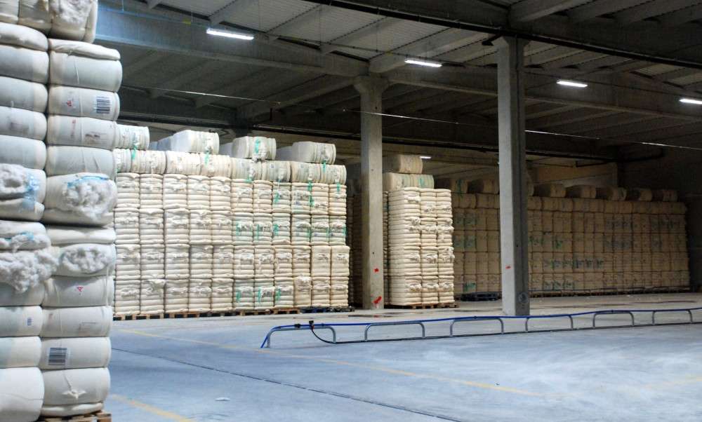 Hasat sezonu yaklaşırken pamukta zor günler