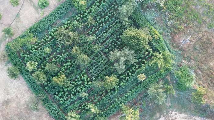 Rize'de dron destekli uyuşturucu operasyonunda 24 şüpheli yakalandı