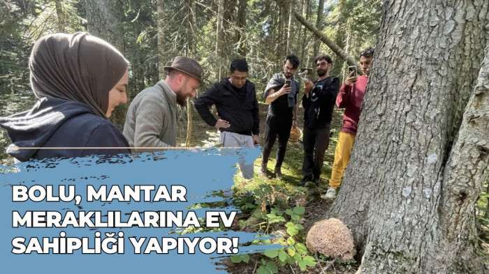 Bolu, mantar meraklılarına ev sahipliği yapıyor!