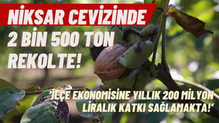 Coğrafi işaretli Niksar cevizinde 2 bin 500 ton rekolte bekleniyor