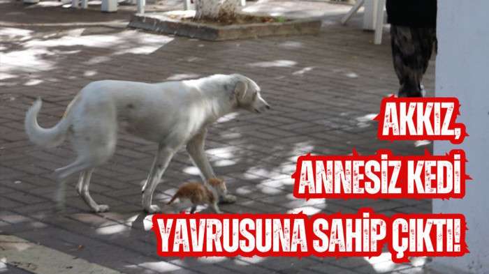 Amasya'da bir köpek, kedi yavrusuna annelik yapıyor