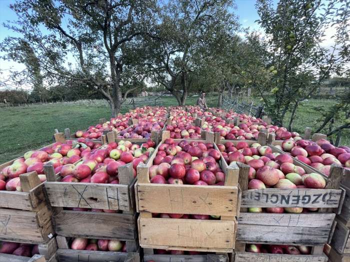 Tosya'da 1350 ton elma rekoltesi elde edildi