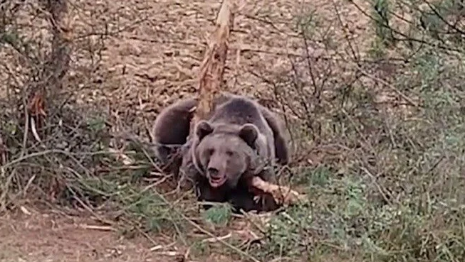 Bolu'da tellere takılan ayı kurtarma ekibine saldırdı!