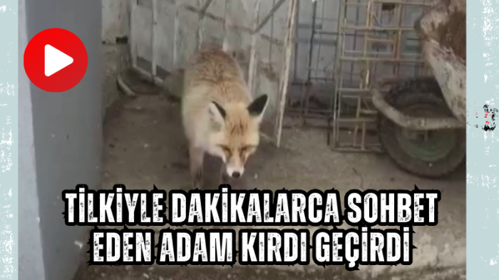 Tilkiyle dakikalarca sohbet eden adam kırdı geçirdi