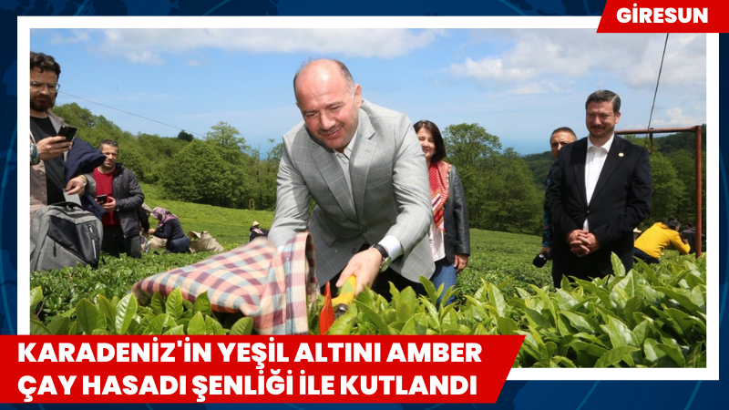 Karadeniz'in Yeşil Altını Amber Çay Hasadı Şenliği ile kutlandı