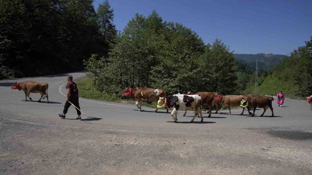 Karadeniz’den renkli yayla göçleri
