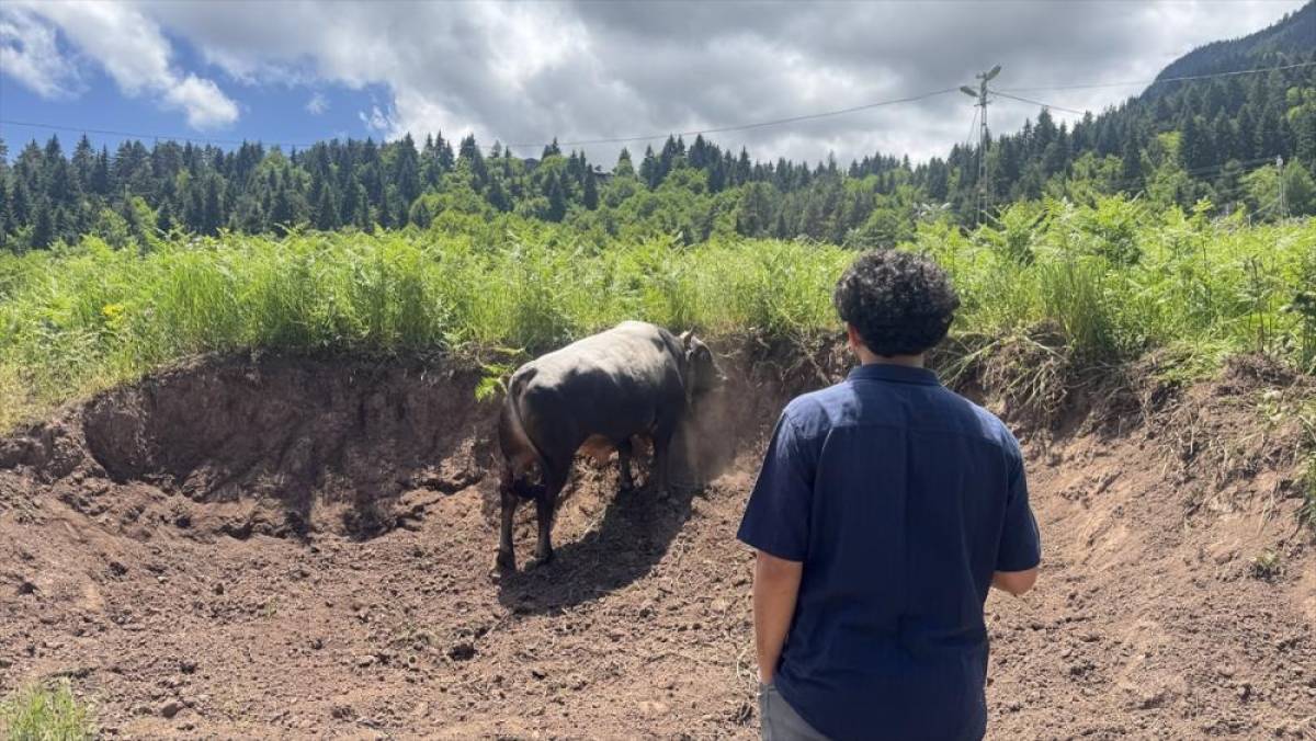 Artvin'de üç aydır antrenman yapan boğalar arenaya çıkmaya hazır