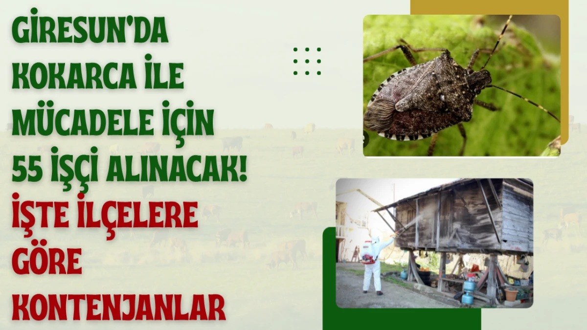 Giresun’da Kokarca ile Mücadele İçin 55 İşçi Alınacak! İşte İlçelere Göre Kontenjanlar