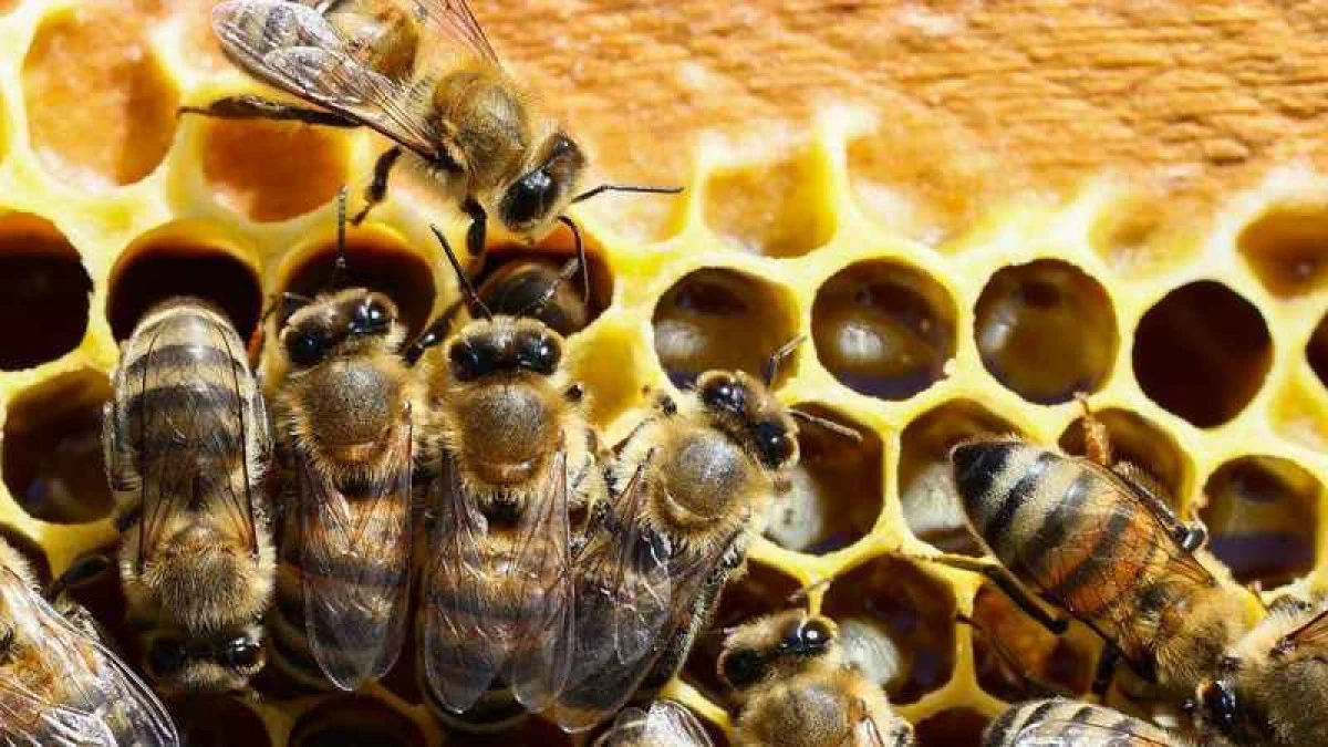 Doğu Karadeniz'in 11 aylık bal ihracatı 1,9 milyon doları aştı