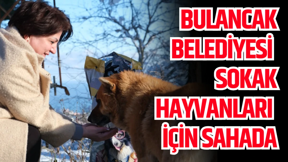 Bulancak Belediyesi Sokak Hayvanları İçin Sahada