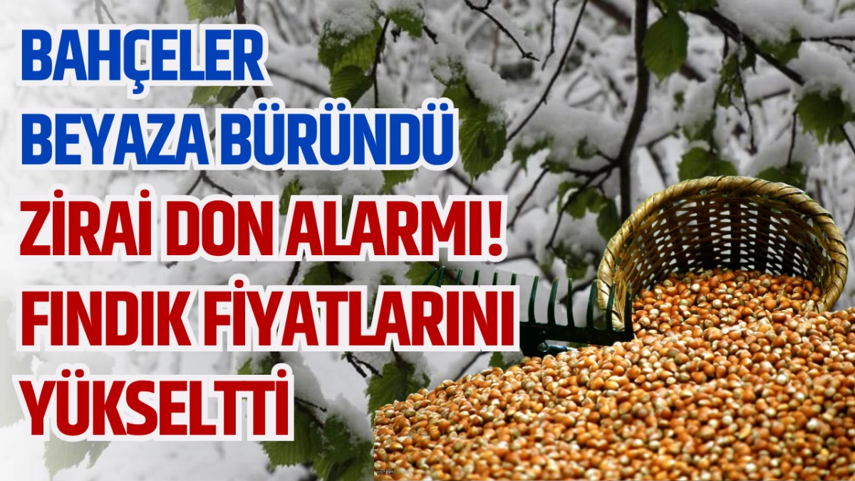 Zirai Don Alarmı! Fındık Fiyatlarını Yükseltti