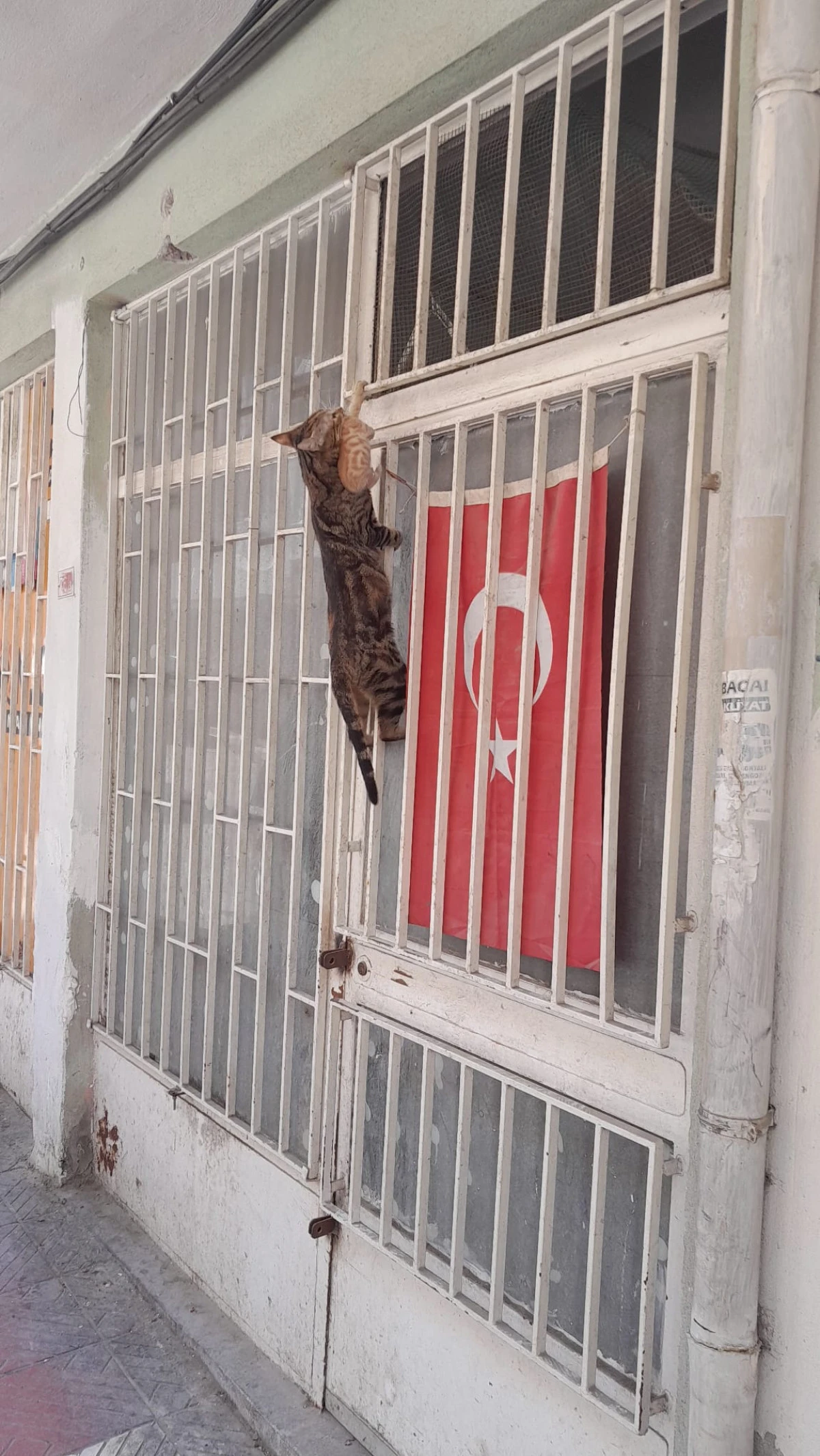 "Annelik duygusu her canlıda aynıdır"