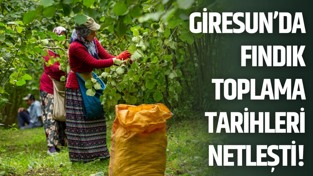 Giresun’da fındık toplama tarihleri netleşti!
